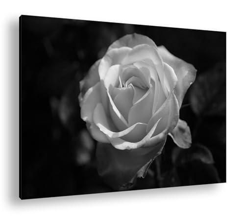 Rose sauvage impression numérique deyoli tableau noir et blanc grand format 90x60