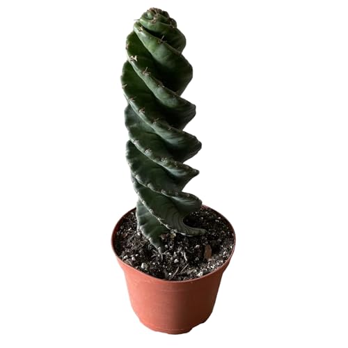 Spiral Cactus - Cereus forbesii 'Spiralis' - Twisted Rare Succulent - Tornado Cactus - Live Rooted Indoor Plants (9'')