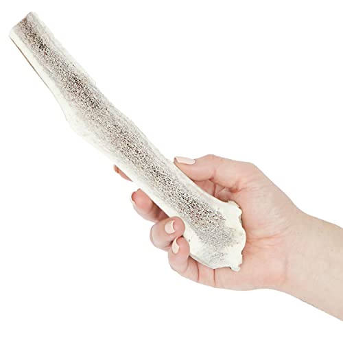 Prairie Dog | Elk Antler Chew | Naturally Shed - Hand Harvested In North America | X-Large | Split #TOP2