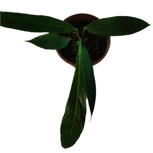 MyFlora Anthurium Big Bill | Large Glossy Red Flowers | Striking Indoor Plant | Air-Purifying | Without Pot