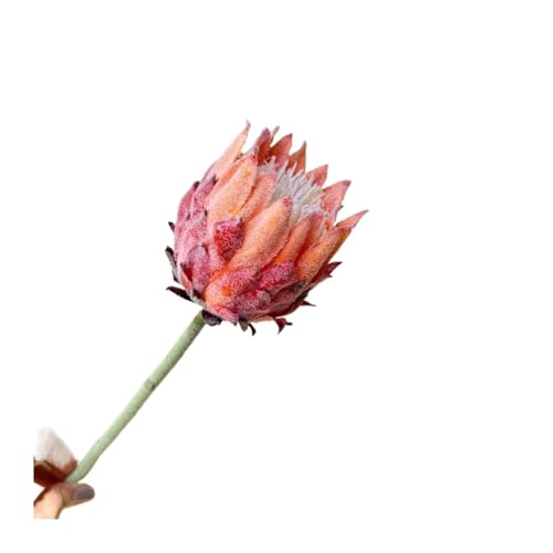 HGKdtRY Artificial Kangaroo Paw Orange