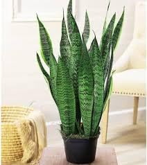 ** Sansevieria Green Snake Plant, Air Purifier Indoor & Outdoor Plant (pack of 1)-image-13