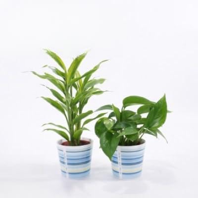 ハイミニウィンリー2個セット (オススメ観葉植物でお届け)