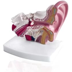 Modelo anatómico profesional de la OREJA, para centros auditivos, clases y otros