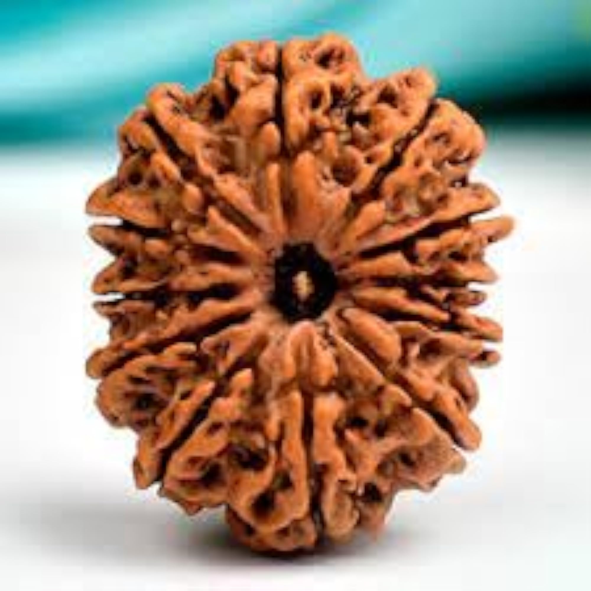 12 Mukhi Rudraksha Original Certified Bead