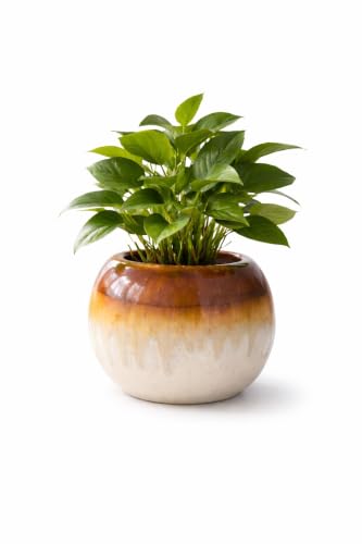 Image of Ceramic Plant Pots, Clay Flower Pot with Drainage Hole, Decorative Modern Indoor Planters, Home Garden Decor for Living Room Bedroom Interior| Set of 1 (Brown)