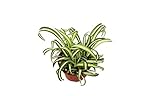 California Tropicals Variegated Spider Plant - Real Live Tropical Houseplant, Perfect for Indoor/Outdoor Home and Office Decoration, Easy Care, Perfect for Pots, Baskets or Patio - 4 Inch