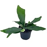 [TOP PICKS] - Cherry Picked, Locally Sourced, 1000+ house plants available at BubbleBlooms, featuring uniquely created plants from Harmony Foliage [COLD-SAFE & ECO] - Winter Protection always included. Secure, eco-friendly packaging ensures flawless ...