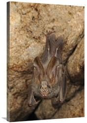 24 x 36 in. Lesser False Vampire Bat Roosting in Cave, Sekunyit, BAU, Malaysia Art Print - Chien Lee