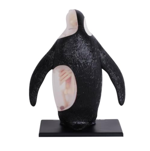 Modèle d'anatomie de pingouin 4D pour cours de biologie
