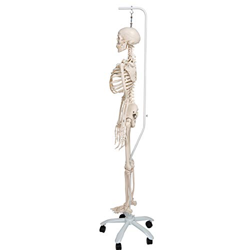 Image of 3B Scientific A15 /3S Physiological skeleton functional skeleton /flexible - 3B Smart Anatomy