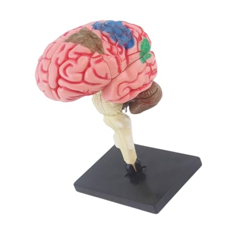 Modelo De Órgano Cerebro Humano Juguete Enseñanza Temprana Para Niños Anatomía Del Humano Con Órganos Desmontables Parte Del Cuerpo Para Niños 7 A 14 Años Educativo