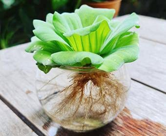 MITU Water Lettuce Live Plant | Water Cabbage Plant for Pond, Aquarium | Pack Off 5| Floating Plant (A04) (B0CNGBW3GP) Amazon Price History, Amazon Price Tracker