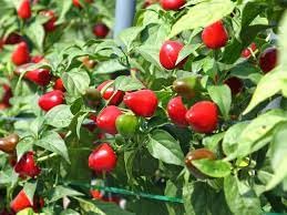 Small Round Merchi Round mirchi plants, plants for round mirchi (pack of 1) : Amazon.in ...