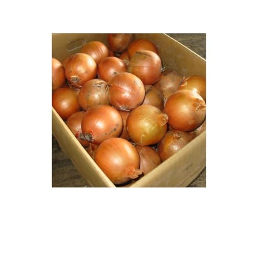 kCY@ʂ˂@LTCY@10kgl߁@ʔK@^}lM@܂˂