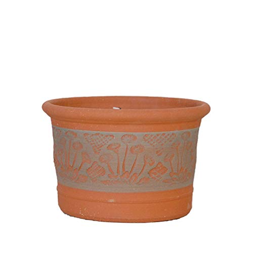 Amazon | ウィッチフォード テラコッタ植木鉢 RHSデイジー