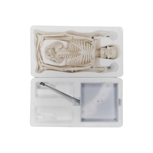 Image of Anatomical Human Skeleton Model, a 17-inch Mini Human Skeleton Model with Movable arms and Legs, a Scientific Model for Studying The Basic Details of The Human Skeletal System