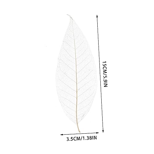NOLITOY 200 Unidades Espécime De Folha De Magnólia Decoração De Casamento Marcador De Flor Prensado