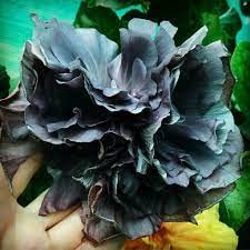 Uniquetree Hibiscus Live Plant (Korian Variety Healthy Rare Plant With Pot) Guti Kalum Layering Double Plant Black Color (B0C36ML7YX) Amazon Price History, Amazon Price Tracker