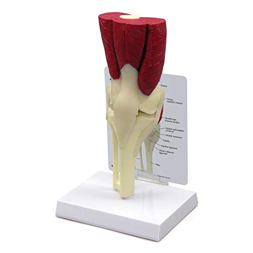Knee Joint w/Muscles Model | Human Body Anatomy Replica of Normal Muscled Knee Joint for Doctors Office Educational Tool | GPI Anatomicals