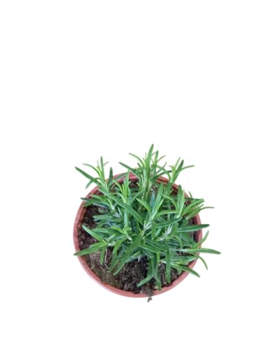 Romero de Jardín Planta Natural con Hojas Aromáticas y Usos Múltiples