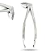 PRECISE CANADA Extracting Forceps #13 Dental Instruments Stainless Steel