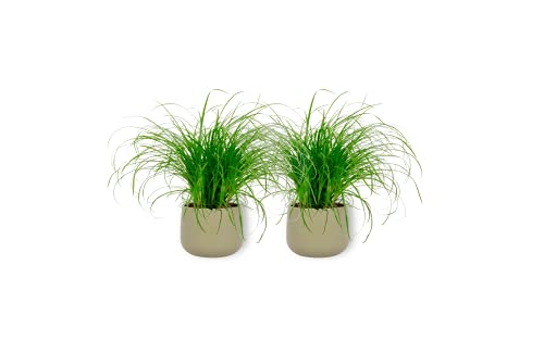 Cyperus Zumula - Katzengras - Zimmerpflanze im grünen Übertopf - Höhe +/- 25cm inklusive Topf - 12cm Durchmesser (Topf) - Tierfreundliche Pflanze Geeignet für Katzen - 2 Stück Cover