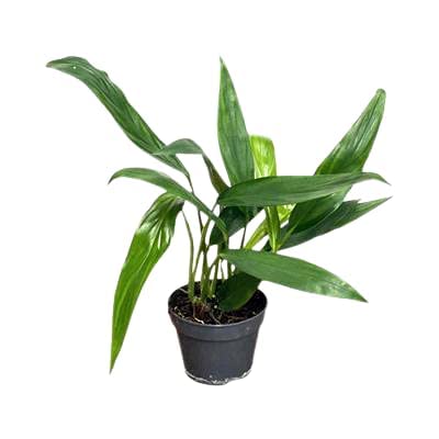 Ashokavanam Epipremnum Amplissimum (Green) Rare Plant-image-19