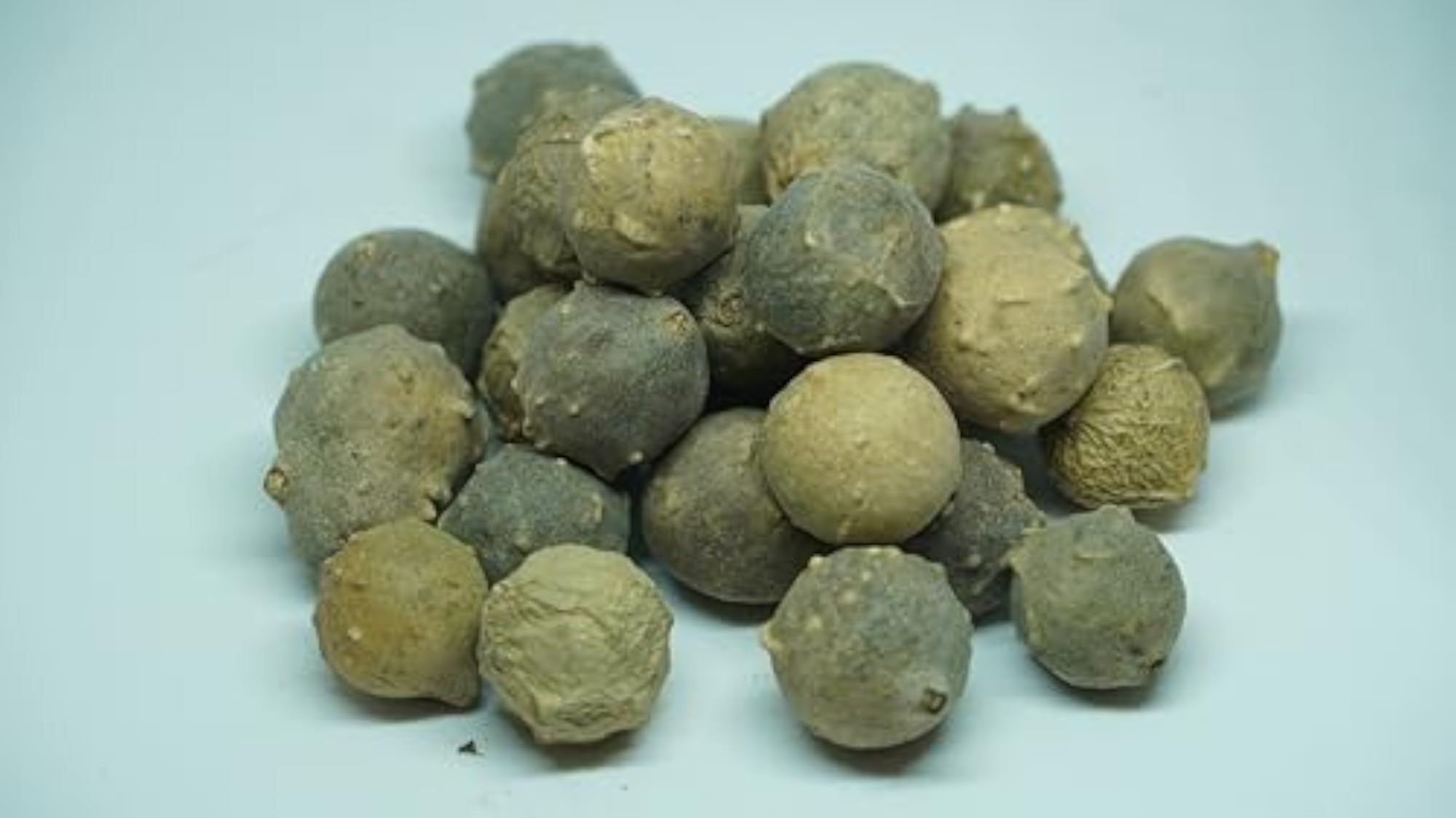 Holly Oak Gall Oak Dyers Gall Magic Nut, 25 Grams