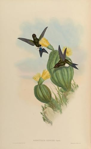 Affiche oiseau Eriocnemis Simplex John Gould : poster animal en toile 60x90cm de salon