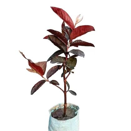 Golden Bloom Malasian Red Guava Plant Pack Of 1 Healthy Live Plant For Home Garden Plants Tree Height 1.5-2 FT (B0CVBFCV59) Amazon Price History, Amazon Price Tracker