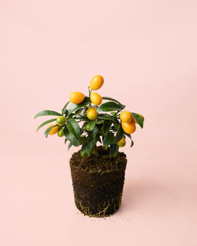 Mini Kumquat Árbol Frutal | Plantas Naturales Exterior | Pur Plant
