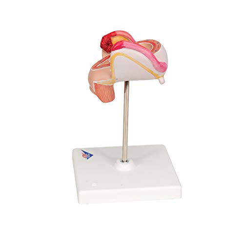 Image of 3B Scientific L10 /2 2nd Month Embryo - 3B Smart Anatomy