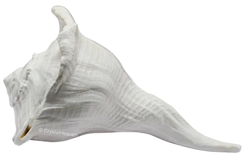 Image of Crystal Heaven Dakshinavarti Shankh Original - 5 to 6 inch inches Large Dakhinabarti Sankha for Puja Original Conch Shell - Natural Dakshinmukhi Shankh for Pooja, Meditation and Gifts