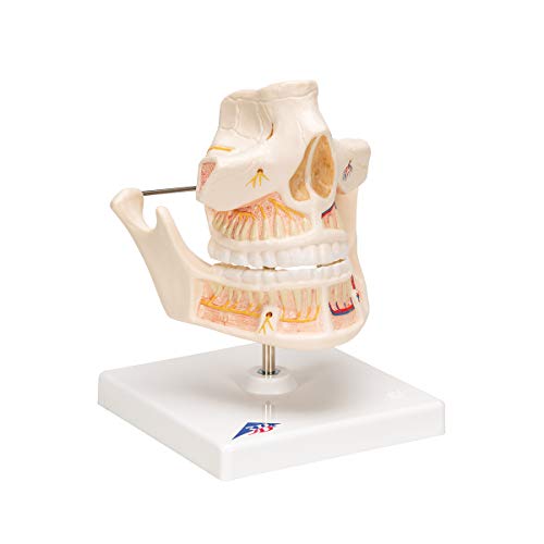 Image of 3B Scientific VE281 Adult Denture - 3B Smart Anatomy