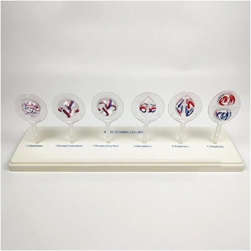 Juego de modelos de biología celular para estudio de mitosis escolar 7