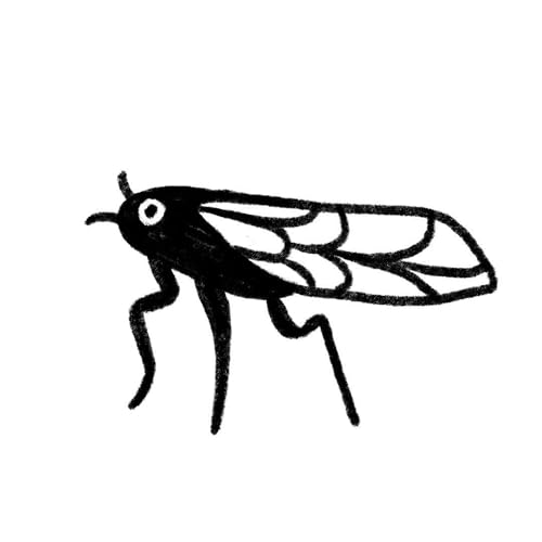  Cicala