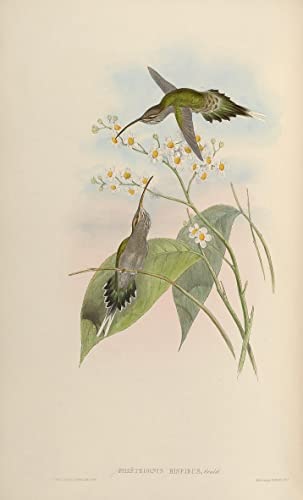Toile Nordique Peinture d'Art Oiseau John Gould Impression Haute Définition