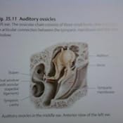 Atlas of Anatomy (Thieme Anatomy): 9781604060621: Medicine & Health