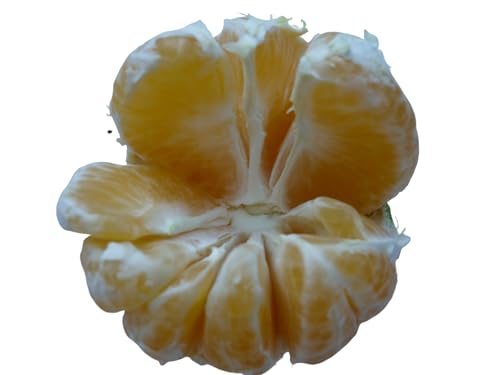 Robinalia Mandarina-Limon Valencia 10 kilos