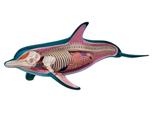 Modèle anatomique Dolphin 4D Master puzzle scientifique AMITD 18 pièces - 2