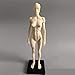 11inch Human Anatomical Model Art Mannequin Musculoskeletal Structure of Painting Sculpture White Body （Male+Female ）