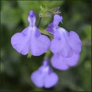 Salvia 'Violin Music'- *New* Salvia That is Ready to Plant Out- Comes Back Every Year (Hardy) - Flowers from Summer to Autumn- Loved by Bees (Middleton Nurseries) (P9(9cm Pot))