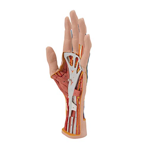 Image of 3B Scientific M18 Internal Hand Structure Model 3-part - 3B Smart Anatomy