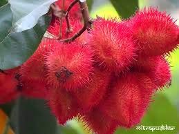 See full amazon price history chart for New Patna Nursery Sindur Plant Live Plant New Patna Nursery Sindur Plant Live Plant (B08KLSLTG5) Amazon Price History, Amazon Price Tracker