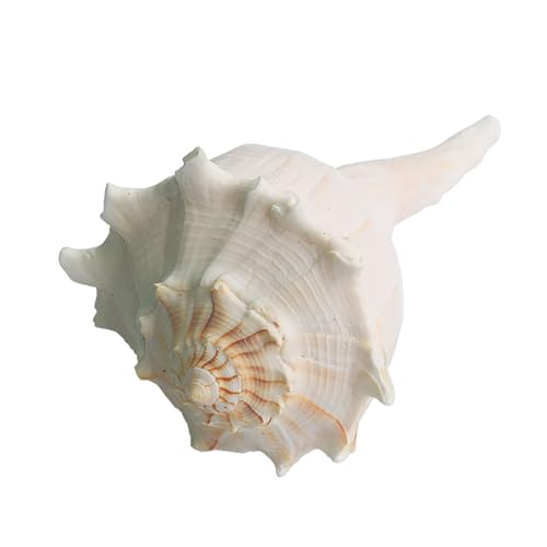 WOFICRET Home Conch Shell, Conch Shell Decor, Beach Bathroom Decor, Nautical Decor,Natural,18cm