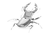 Metal Earth Stag Beetle 3D Model