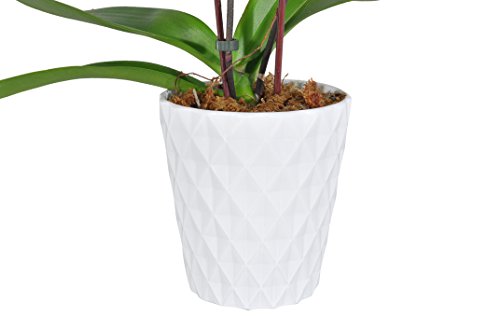 Costa Farms Live Phalaenopsis Orchid, Double Stem, Pink-Purple, 5-Inch White Ceramic Pot - alternate view 4 of 4