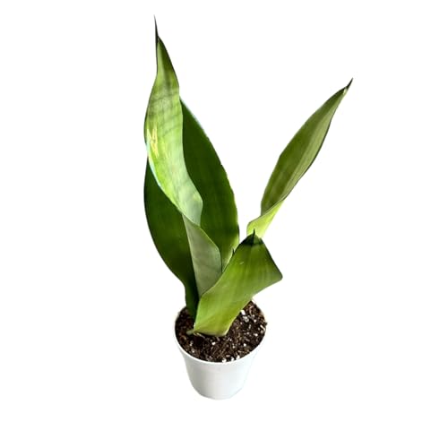 Snake Plant, Sansevieria Moonshine, Live Indoor Plant, 4 inch Pot