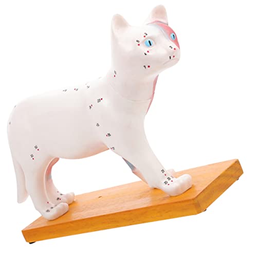 Modèle didactique de chat pour étudier l'anatomie animale et la massothérapie